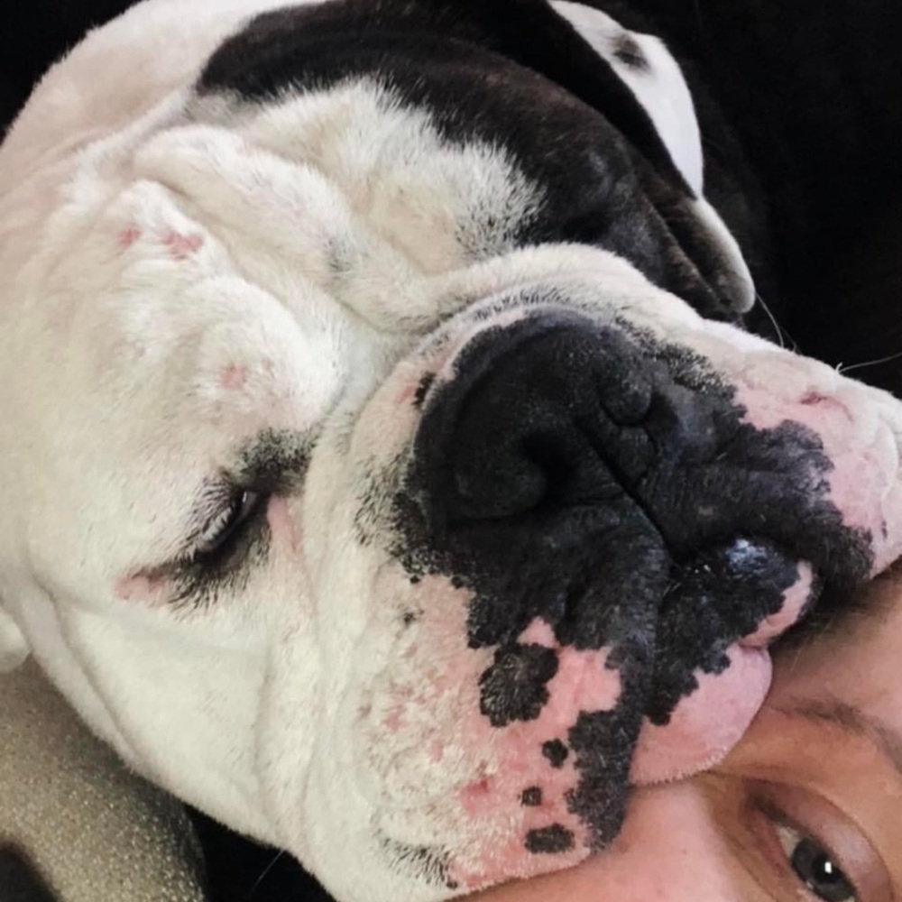 Dog blanket Samantha